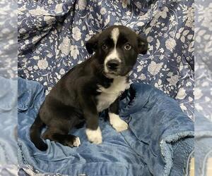 American Pit Bull Terrier-Border Collie Mix Dogs for adoption in Modesto, CA, USA