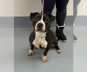 Bulldog-Unknown Mix Dogs for adoption in Louisville, KY, USA