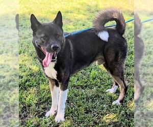 Akita Dogs for adoption in Fort Lauderdale, FL, USA