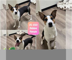 Australian Shepherd-Unknown Mix Dogs for adoption in Georgetown, KY, USA