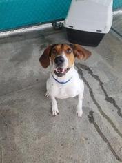 Treeing Walker Coonhound Dogs for adoption in St Helens, OR, USA