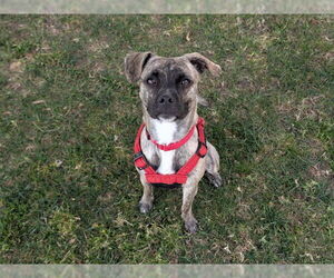 Pug-Whippet Mix Dogs for adoption in San Clemente, CA, USA