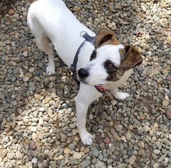 Jack Russell Terrier Dogs for adoption in Stockton, CA, USA