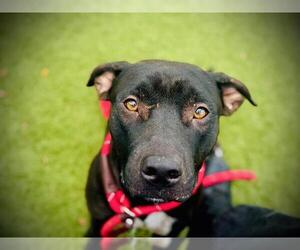 American Pit Bull Terrier Dogs for adoption in Orlando, FL, USA