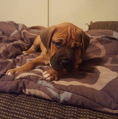 Boxer Dogs for adoption in Phoenix , AZ, USA
