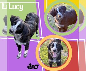 Border Collie-Retriever  Mix Dogs for adoption in Lindsay, CA, USA