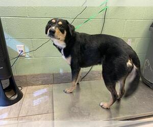 Greater Swiss Mountain Dog-Unknown Mix Dogs for adoption in Grand Prairie, TX, USA