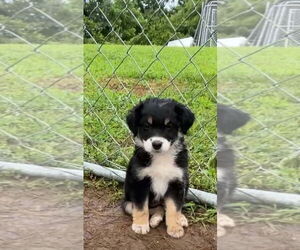 Australian Shepherd Dogs for adoption in Harrison, AR, USA