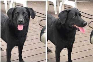 Labrador Retriever Dogs for adoption in Williston, VT, USA