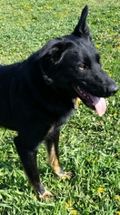 German Shepherd Dog-Unknown Mix Dogs for adoption in Carroll, IA, USA