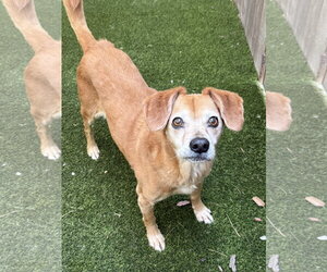Daug Dogs for adoption in Mission Viejo, CA, USA