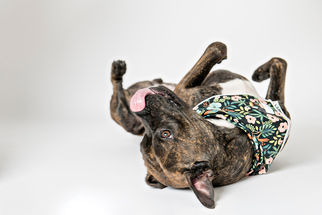 Staffordshire Bull Terrier Dogs for adoption in Minneapolis, MN, USA