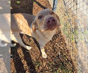 Labrador Retriever Dogs for adoption in Denver, CO, USA