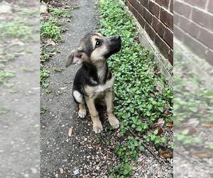 German Shepherd Dog Dogs for adoption in San Antonio, TX, USA