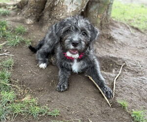 Poovanese Dogs for adoption in Phoenix, AZ, USA