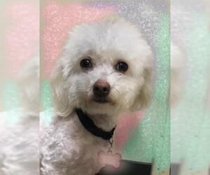 Maltipoo Dogs for adoption in Longview, TX, USA