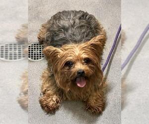 Mutt Dogs for adoption in Forestville, MD, USA