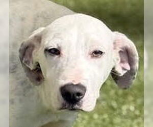 Mutt Dogs for adoption in Canton, CT, USA