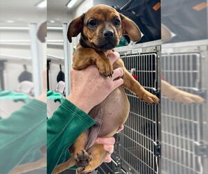 French Bulldog-Unknown Mix Dogs for adoption in San Bernardino, CA, USA