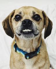 Puggle Dogs for adoption in Norfolk, VA, USA