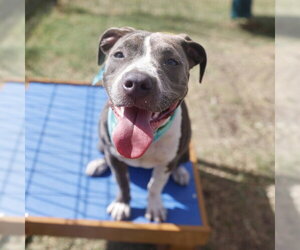 American Staffordshire Terrier-Unknown Mix Dogs for adoption in San Antonio, TX, USA