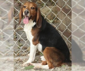 Beagle Dogs for adoption in Savannah, MO, USA