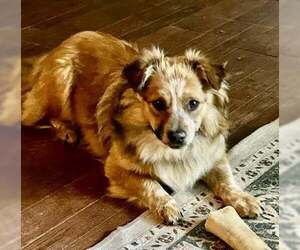 Australian Shepherd-Unknown Mix Dogs for adoption in Lee's Summit, MO, USA