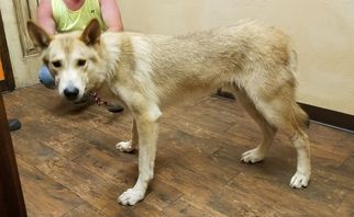 Alaskan Malamute Dogs for adoption in Newcastle, OK, USA