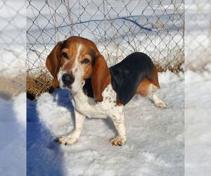 Basset Hound Dogs for adoption in Lake City, MI, USA