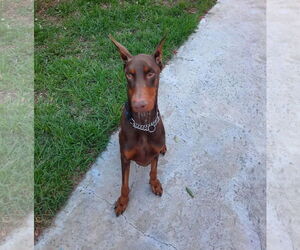 Doberman Pinscher Dogs for adoption in Buffalo, MN, USA