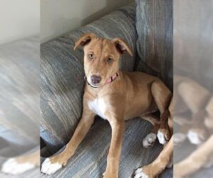 Labrador Retriever-Unknown Mix Dogs for adoption in Birmingham, AL, USA