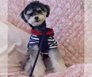 Maltese-Unknown Mix Dogs for adoption in Batavia, OH, USA