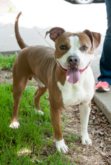 American Pit Bull Terrier Dogs for adoption in Versailles, KY, USA