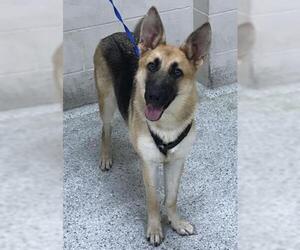 German Shepherd Dog-Unknown Mix Dogs for adoption in Conroe, TX, USA