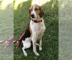 Treeing Walker Coonhound Dogs for adoption in Fair Oaks, CA, USA
