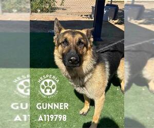 German Shepherd Dog Dogs for adoption in HESPERIA, CA, USA