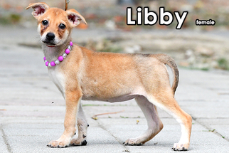 Medium Photo #1 Labrador Retriever-Unknown Mix Puppy For Sale in Seattle, WA, USA