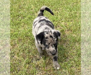 Catahoula Leopard Dog-Labrador Retriever Mix Dogs for adoption in The Woodlands, TX, USA