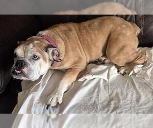 American Bulldog-Unknown Mix Dogs for adoption in San Antonio, TX, USA