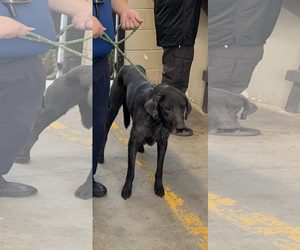 Labrador Retriever-Unknown Mix Dogs for adoption in San Diego, CA, USA