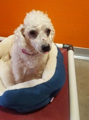Poodle (Miniature) Dogs for adoption in Guthrie, OK, USA