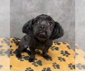 Maltese-Unknown Mix Dogs for adoption in Woodbury, NY, USA