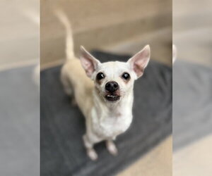 Chihuahua Dogs for adoption in Sacramento, CA, USA