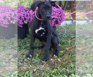 Great Dane Dogs for adoption in HOPKINSVILLE/PRINCETON, KY, NH, USA