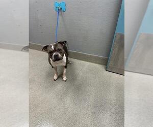 American Bulldog-Unknown Mix Dogs for adoption in Las Vegas, NV, USA