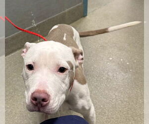 Mutt Dogs for adoption in Las Vegas, NV, USA