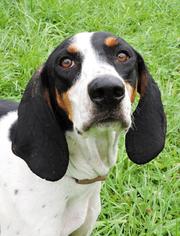 Treeing Walker Coonhound Dogs for adoption in Nashville, IN, USA