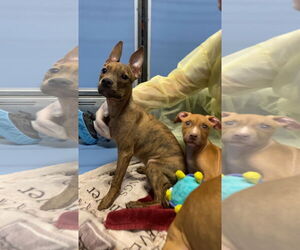 Mutt Dogs for adoption in Philadelphia, PA, USA