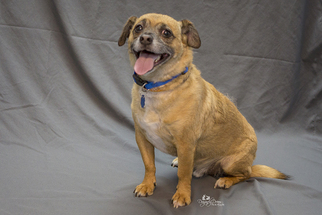 Puggle Dogs for adoption in Waynesboro, PA, USA