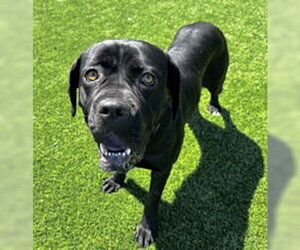 Mutt Dogs for adoption in Salinas, CA, USA